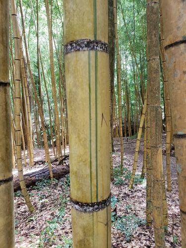 Phyllostachys viridis