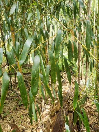 Phyllostachys viridis