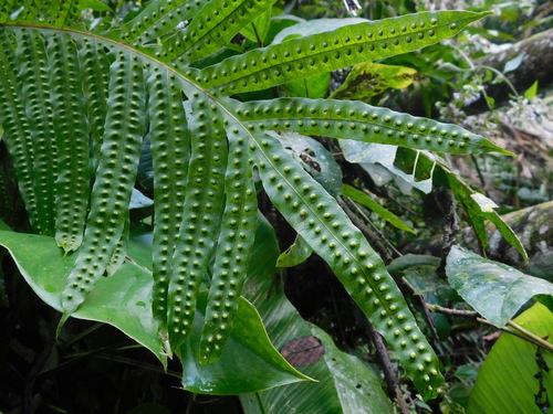 Phymatodes nigrescens