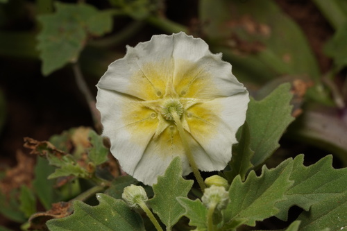 Physalis acutifolia
