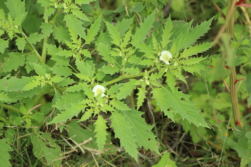 Physalis acutifolia