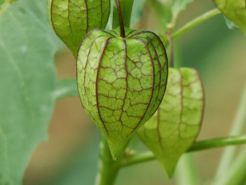 Physalis angulata