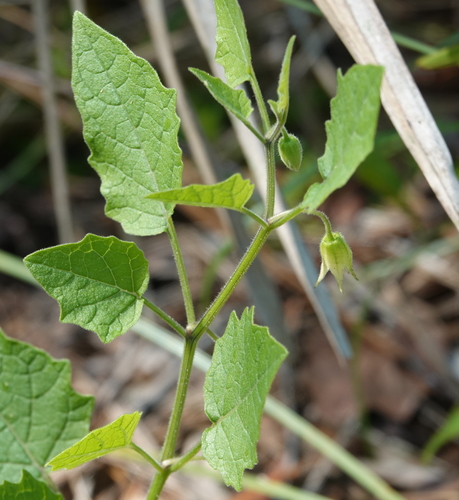 Physalis arenicola