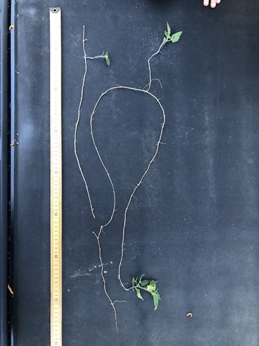 Physalis arenicola