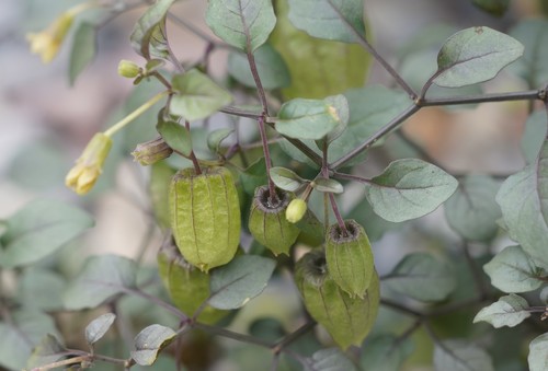 Physalis crassifolia