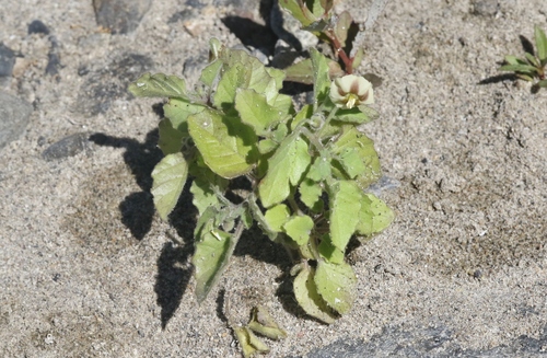 Physalis greenei