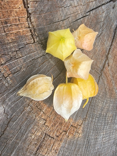 Physalis grisea