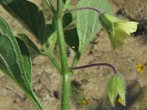 Physalis hispida
