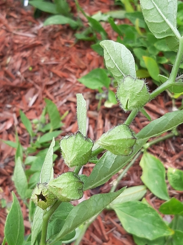Physalis lanceolata