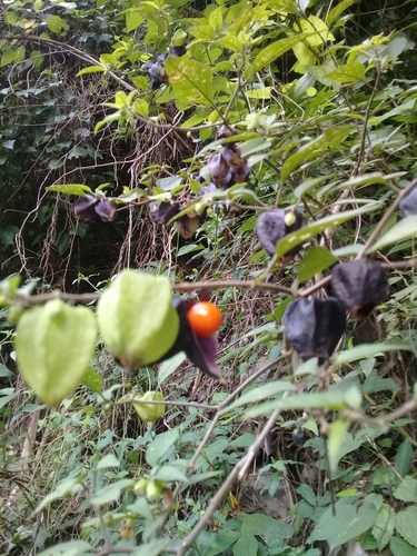 Physalis melanocystis