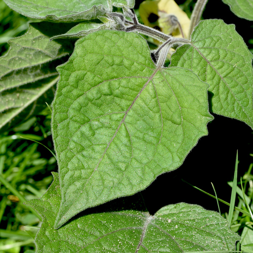 Physalis peruviana