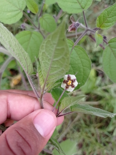 Physalis pruinosa