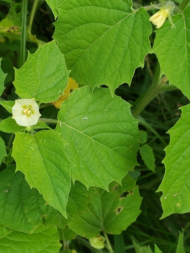 Physalis pruinosa