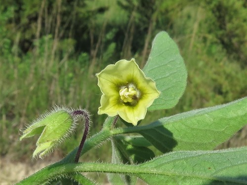 Physalis pumila
