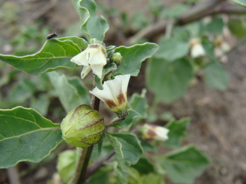 Physalis sulphurea