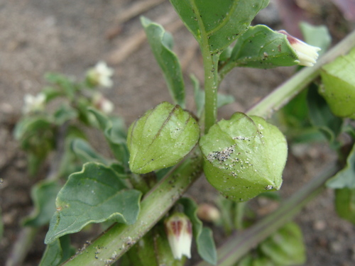 Physalis sulphurea