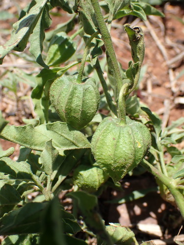 Physalis viscosa