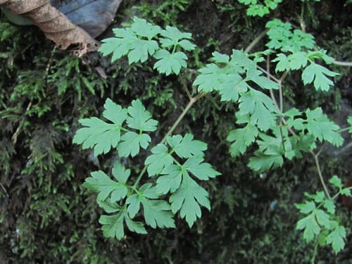 Physospermum cornubiense
