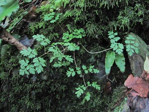 Physospermum cornubiense