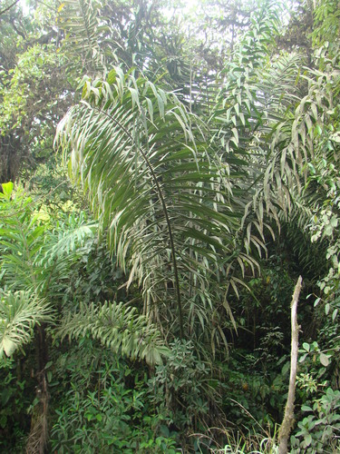 Phytelephas aequatorialis