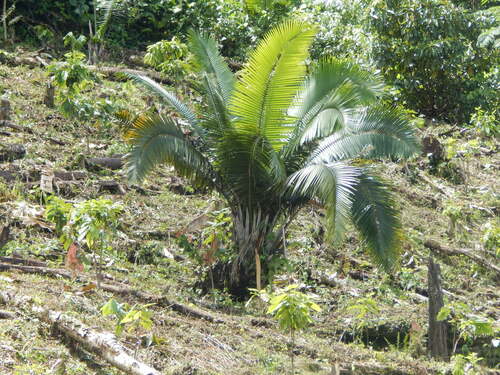 Phytelephas schottii
