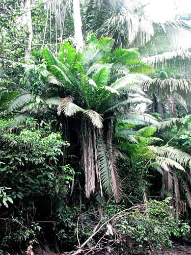 Phytelephas tenuicaulis