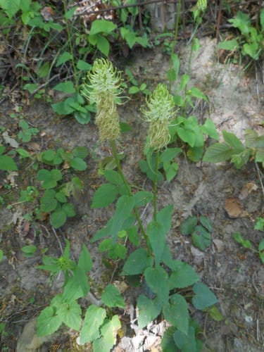 Phyteuma ovatum