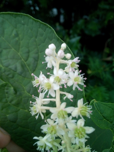Phytolacca acinosa