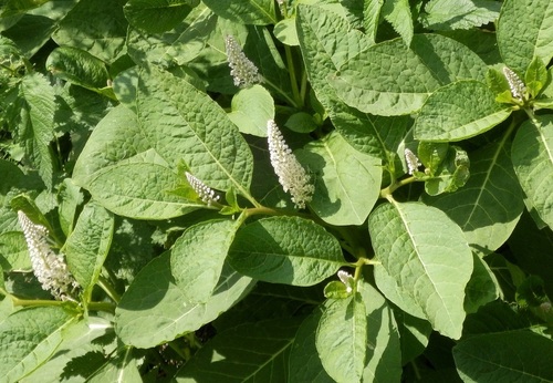 Phytolaccaceae