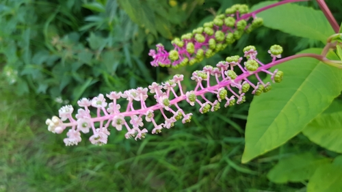 Phytolacca americana