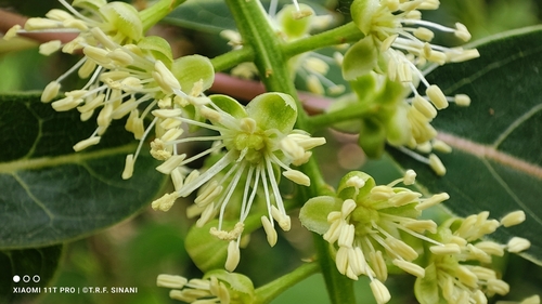Phytolacca dioica
