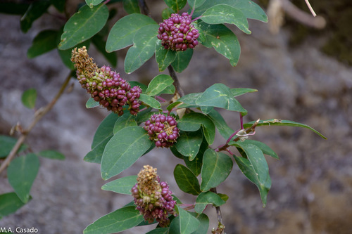 Phytolacca dodecandra