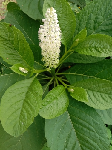 Phytolacca esculenta