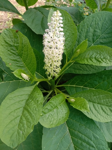 Phytolacca esculenta