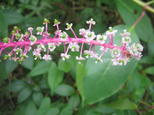 Phytolacca rivinoides