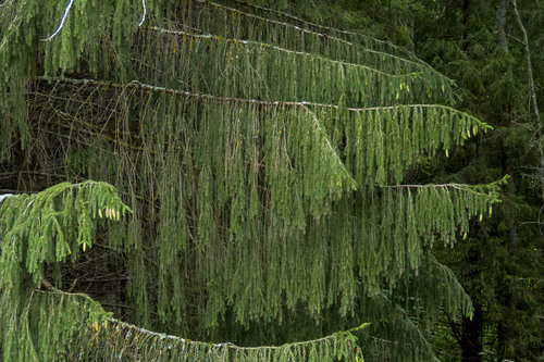 Picea abies