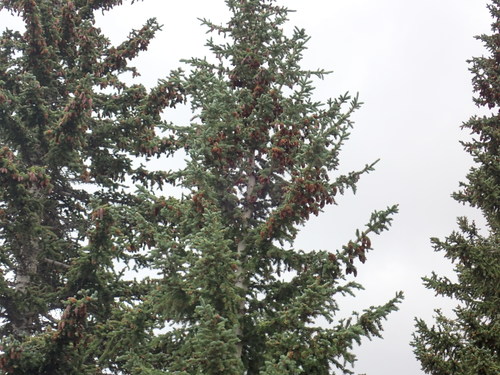 Picea engelmannii