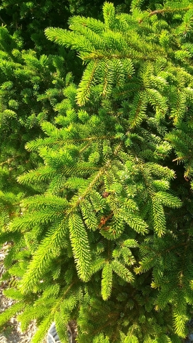 Picea jezoensis
