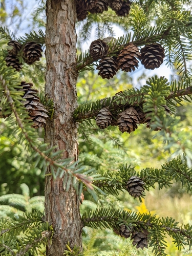Picea mariana