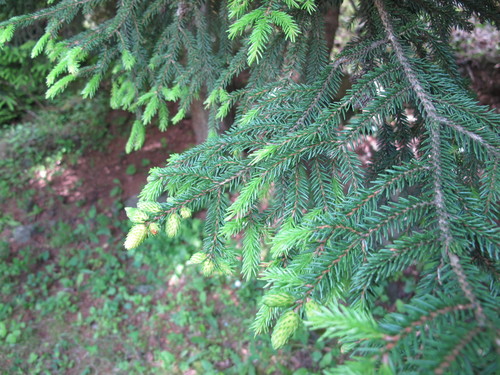 Picea orientalis