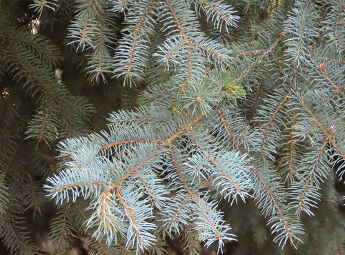 Picea pungens