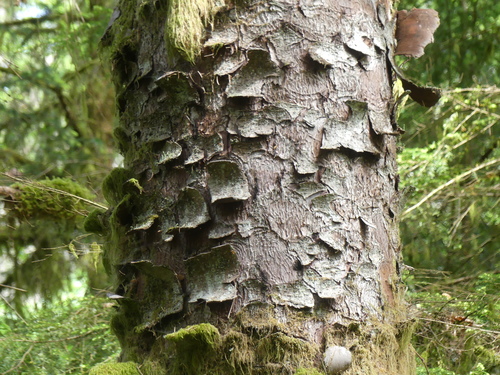 Picea sitchensis
