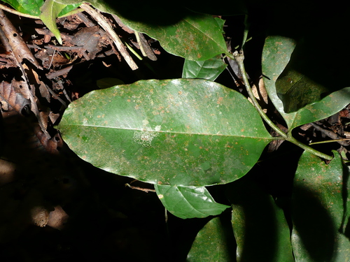 Picralima nitida