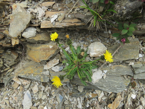 Picris hieracioides