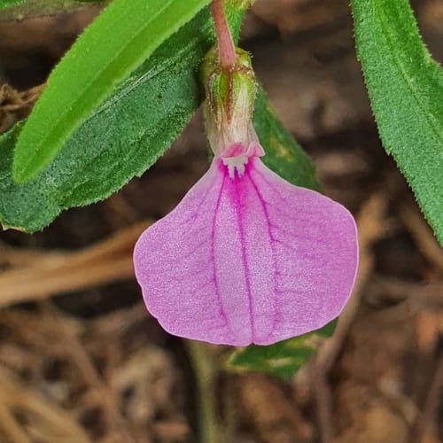 Pigea enneasperma