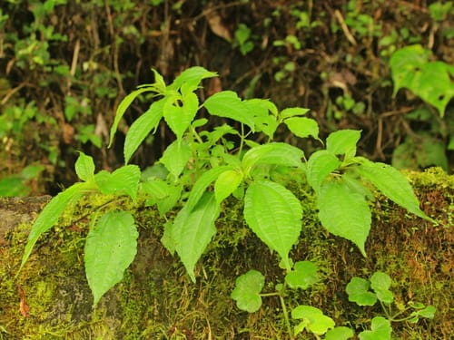 Pilea melastomoides
