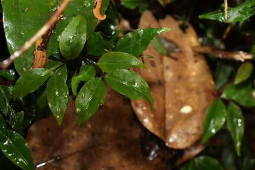 Pilidiostigma tetramerum
