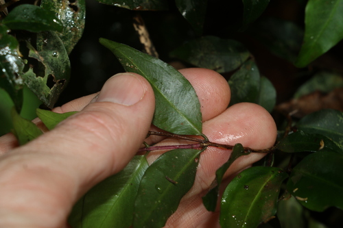 Pilidiostigma tetramerum