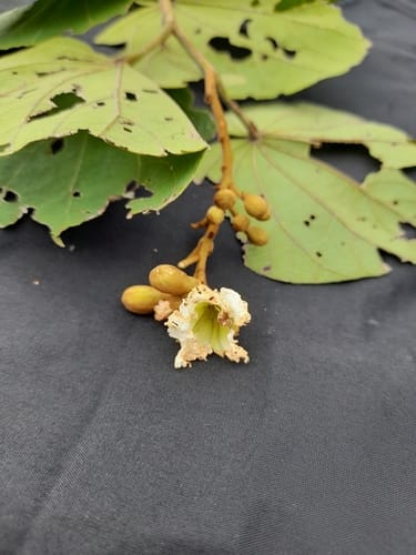 Piliostigma thonningii