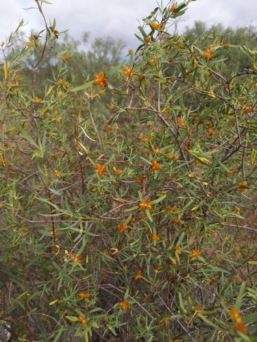 Pimelea microcephala